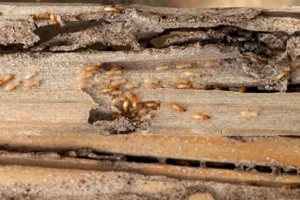 Best Termite Control Services  in Fort Mitchell, KY