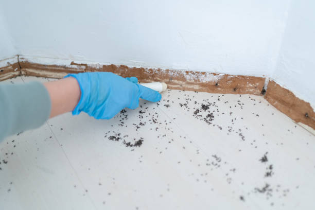 Professional Pest Control in Fort Mitchell, KY